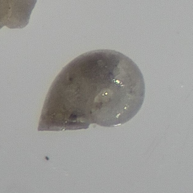 Teinostoma amplectans