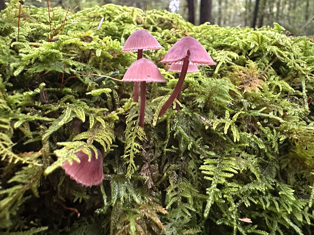 Bleeding Fairy Helmet · September 2026 · photo: Photo: (c) Richard Jacob, some rights reserved (CC BY) · iNaturalist