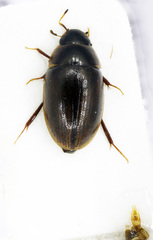 Enochrus nigritus