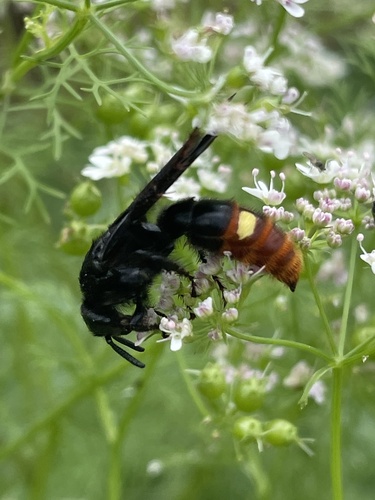 Blue-winged Scoliid Wasp