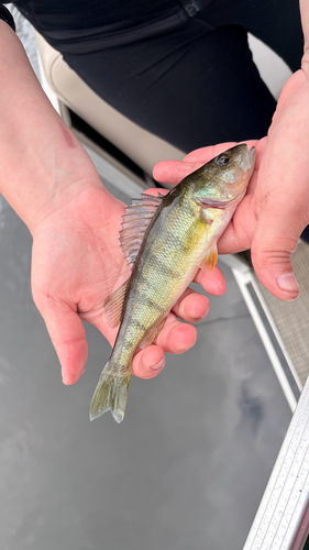 Yellow Perch