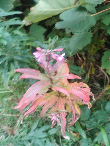 fireweed