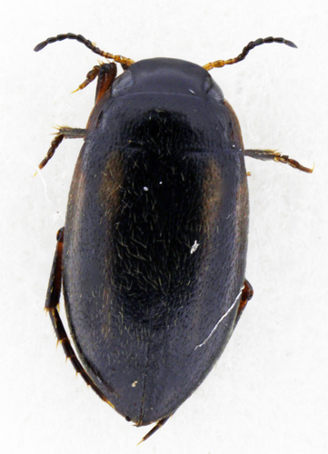 Graptodytes bilineatus