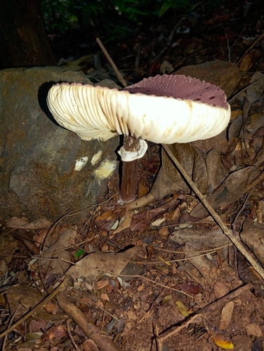 Chlorophyllum lilaceum (Chlorophyllum lilaceum)