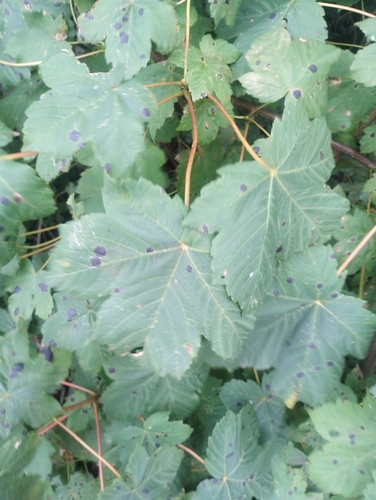 sycamore maple