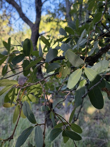 Quercus oblongifolia observed 2026-08-15