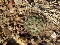 Coryphantha cornifera