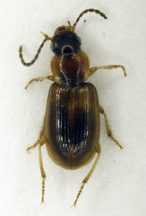 Acupalpus flavicollis