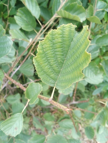common alder