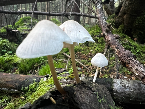 common bonnet