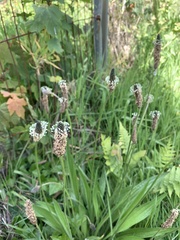 Plantago lanceolata