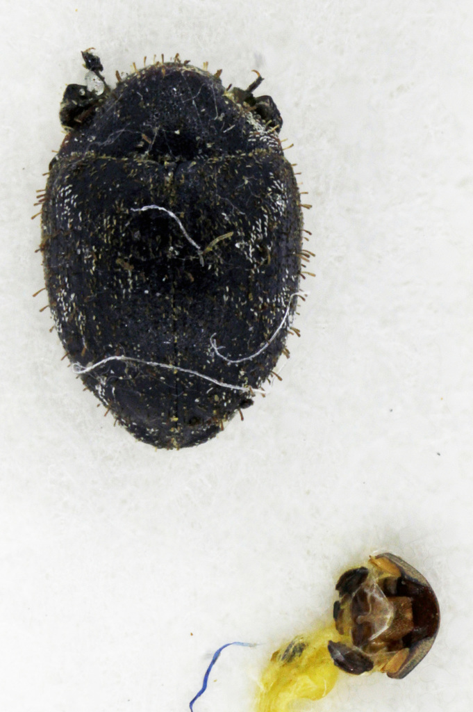 Curimopsis setigera