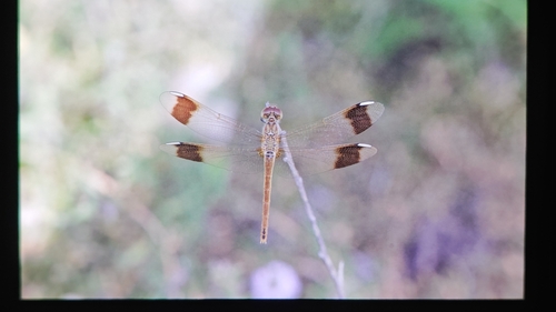 Banded Darter