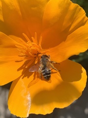 Andrena flavipes