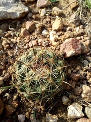 Coryphantha cornifera