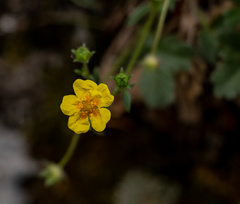 Potentilla rhyolitica