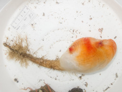 Boltenia ovifera