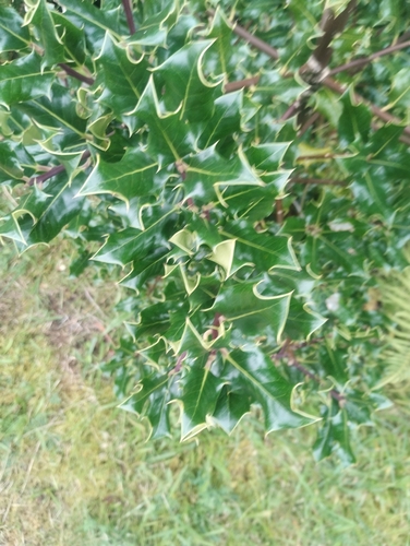 European holly