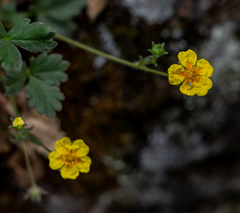 Potentilla rhyolitica