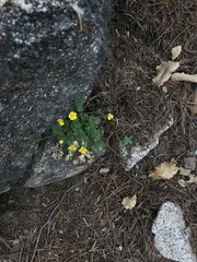 Potentilla rhyolitica