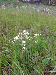 Cardamine pratensis