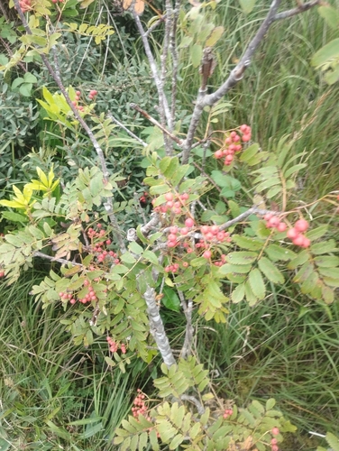 European mountain ash
