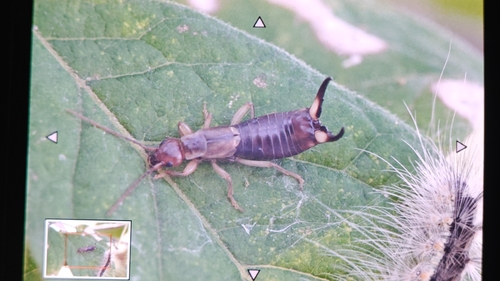 Forficula vicaria