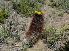 Eriosyce strausiana strausiana