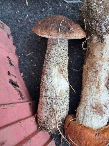 Brown Birch-bolete