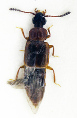 Omalium italicum