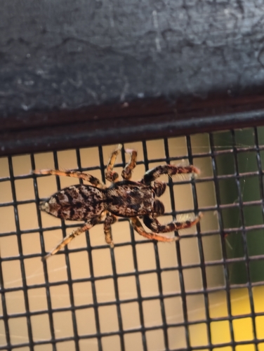 Fencepost jumping spider