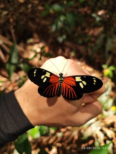 Heliconius burneyi