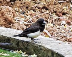 Lonchura striata