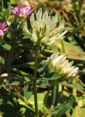 Trifolium plebeium