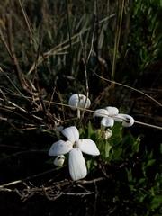 Bouvardia longiflora