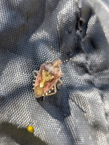 Sloe Bug