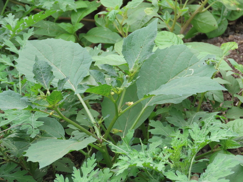 cutleaf groundcherry