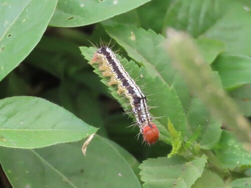 Tropical Tiger Moth