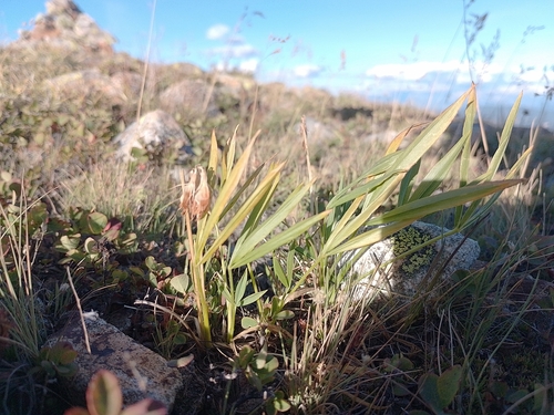 Trifolium alpinum