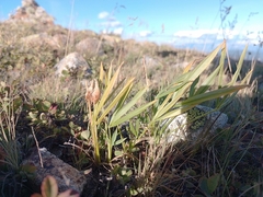 Trifolium alpinum