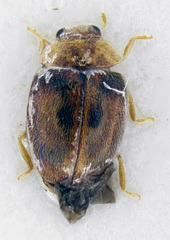 Clitostethus arcuatus