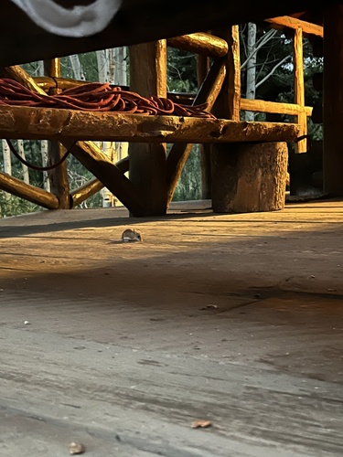 Western Deer Mouse
