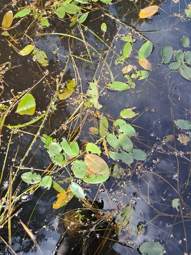 floating-leaved pondweed