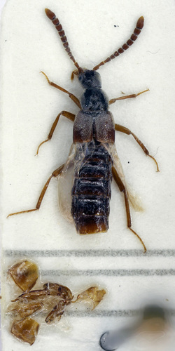 Ilyobates nigricollis