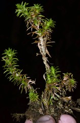 Paepalanthus fluviatilis