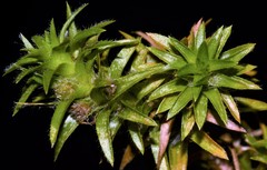 Paepalanthus fluviatilis