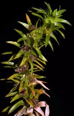 Paepalanthus fluviatilis