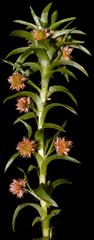 Paepalanthus fluviatilis