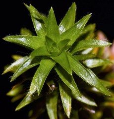Paepalanthus fluviatilis