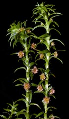Paepalanthus fluviatilis